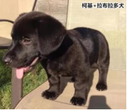 柯基的基因有多強？快來看這款狗狗手板模型！